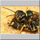 Mellinus arvensis - Kotwespe w51c mit Schwebfliege - Sandgrube Niedringhaussee.jpg